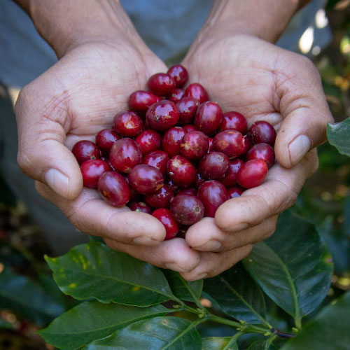 experience-monteverde-coffee
